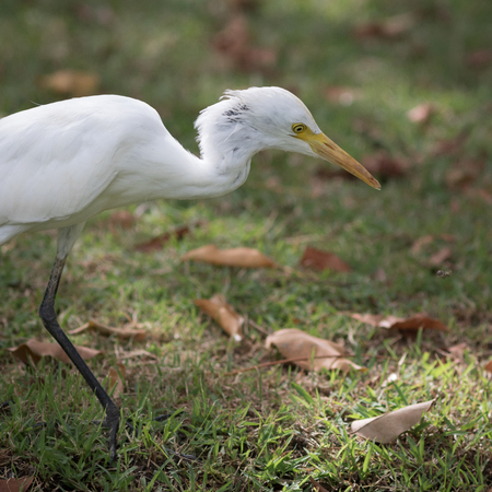 白い鳥はタイの公園に住んでいます。おまとめページ。の写真素材・画像素材 Image